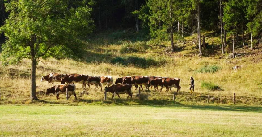 Ein Liebliches Leben auf dem Bauernhof – in Österreich & Indien