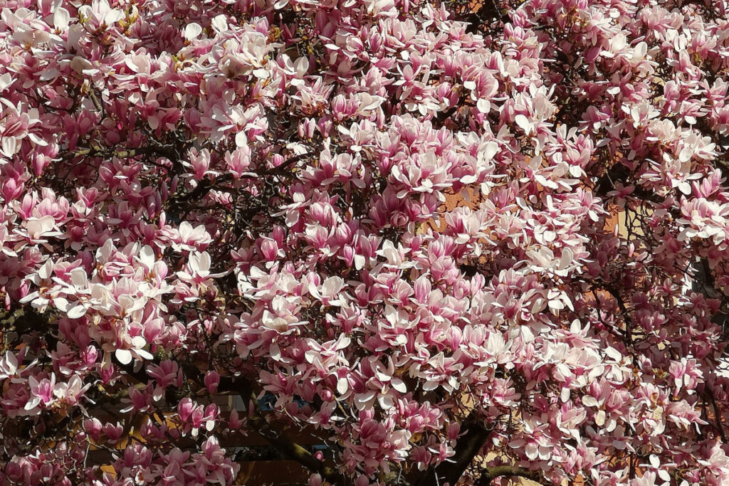 Essbare Blüten