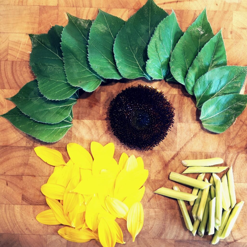 Sonnenblumen essbar